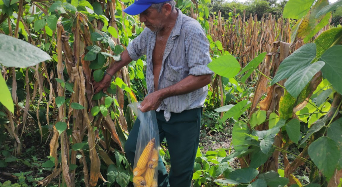 Cosecha de maíz en plataforma Yaxcabá, Yucatán, en noviembre de 2022. (Foto: Castillo, Itzá, Vilchis, Escalante)
