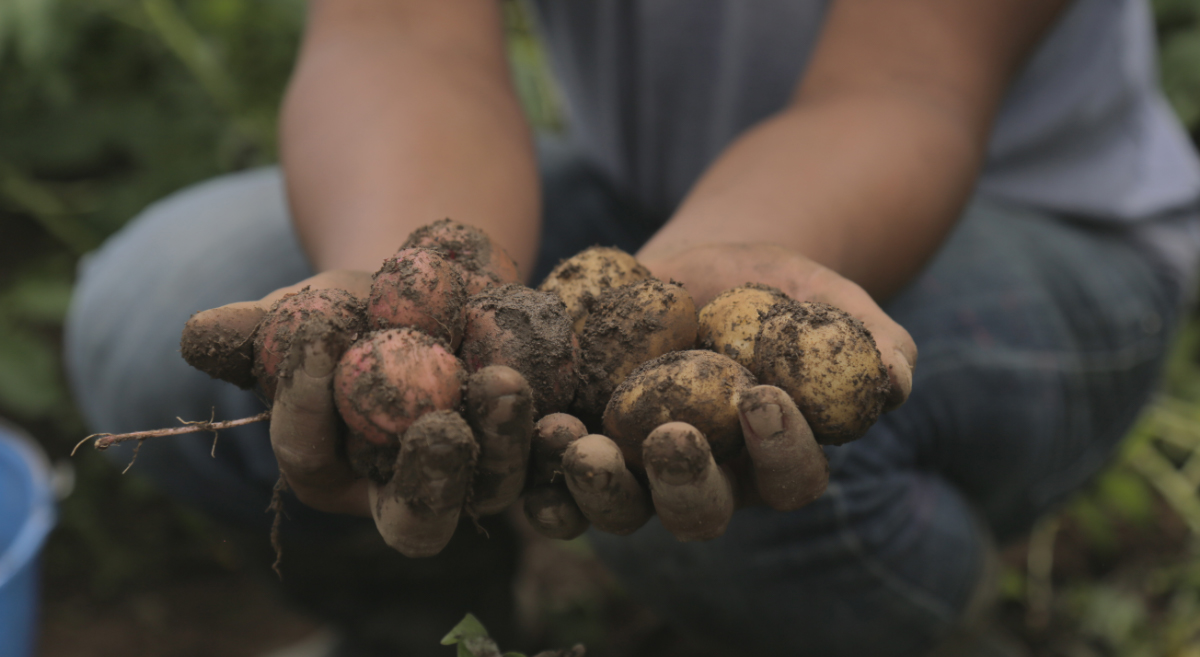 Cosecha de papas en Chiapas, México. (Foto: Hub Chiapas-CIMMYT)