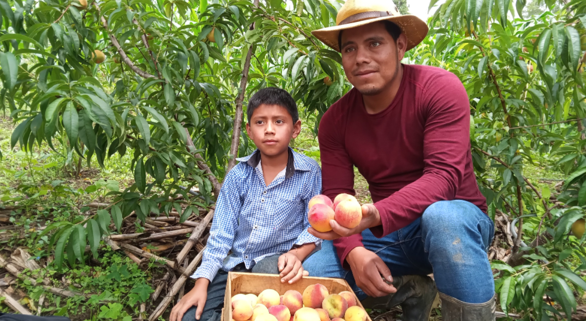 Cosecha de frutos de durazno establecidos en sistema de milpa intercalada con árboles frutales, 24 de Junio de 2022. (Foto: Plataforma Larráinzar)