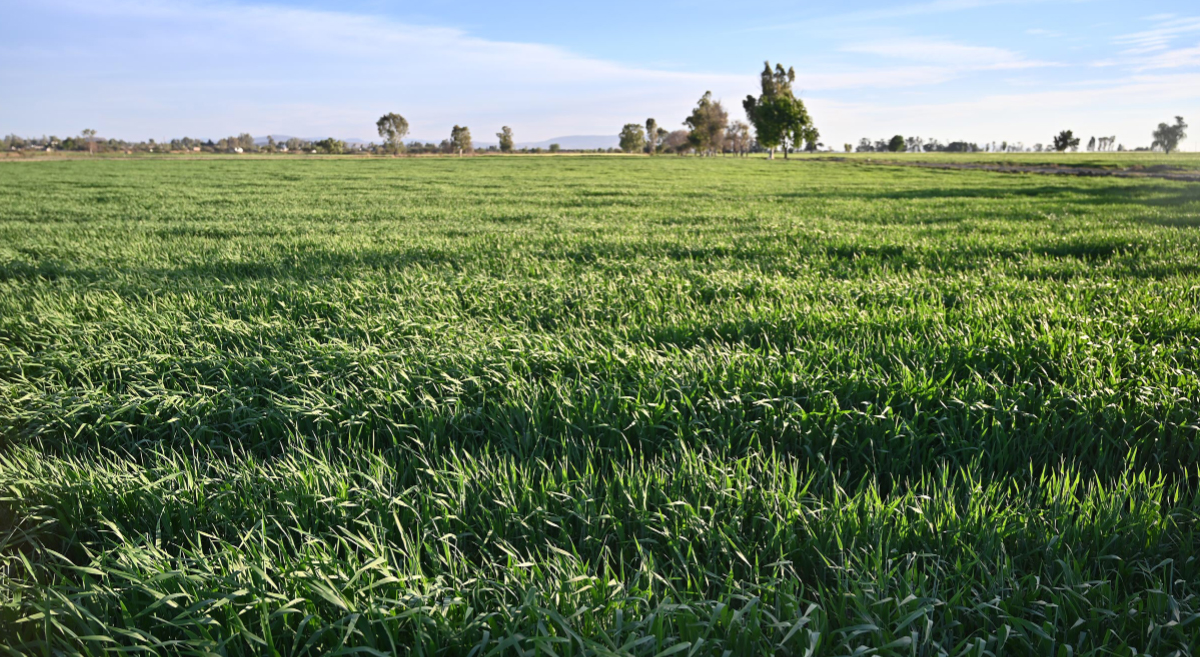 Cultivo de cebada en Guanajuato, México. (Foto: CIMMYT)