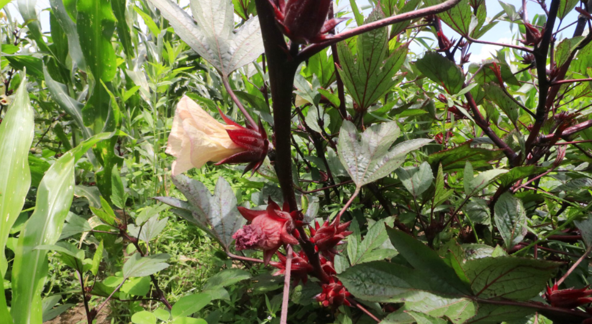 Parcela con diversificación de cultivos en Trinidad Zaachila, Oaxaca, México. (Foto: Hub Pacífico Sur-CIMMYT)