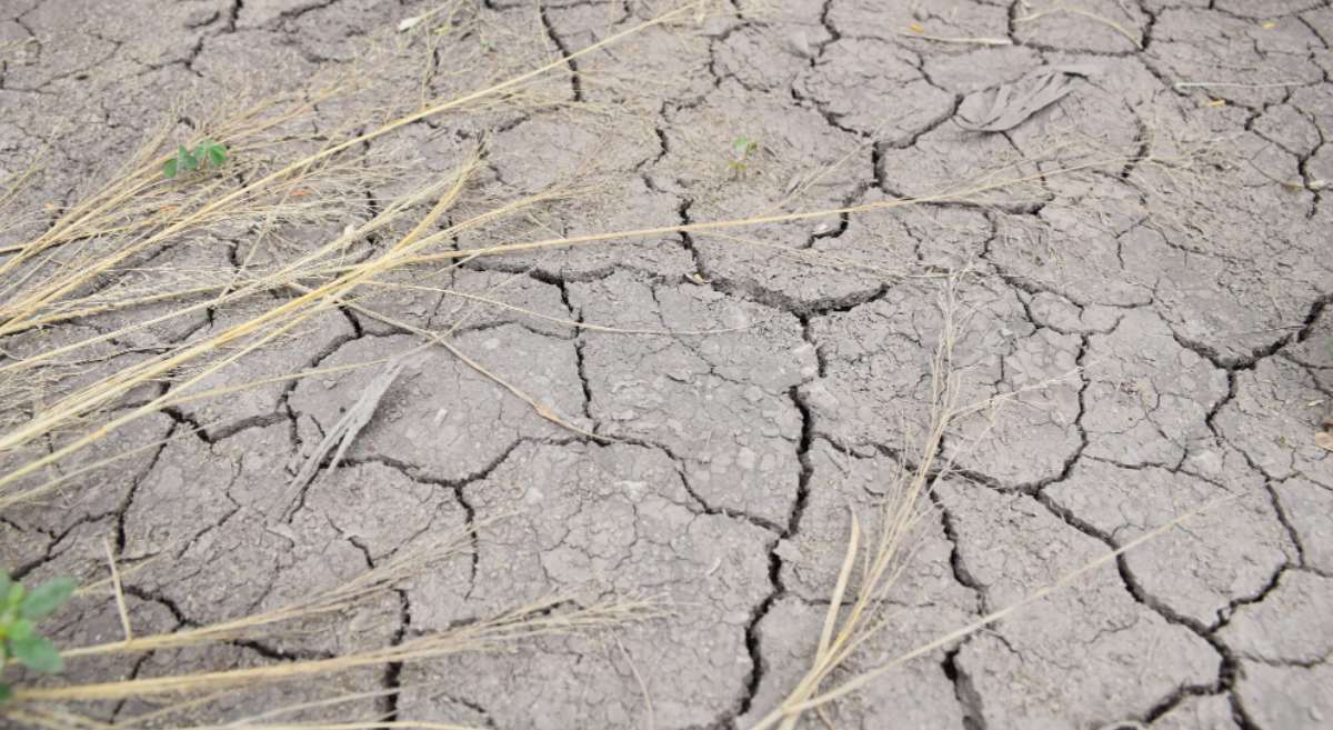 Vista de una parcela en sistema convencional en temporada de sequía. (Foto: Francisco Alarcón / CIMMYT