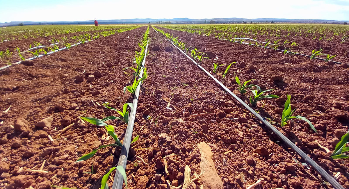 Optimización del riego a través del proyecto Aguas Firmes. (Foto: Julio César González / Agrocime)