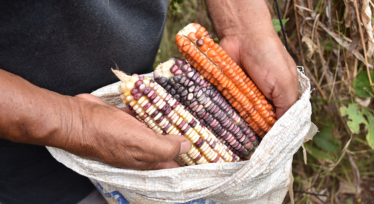 Maíz nativo de la Península de Yucatán. (Foto: Fernando Morales / CIMMYT)