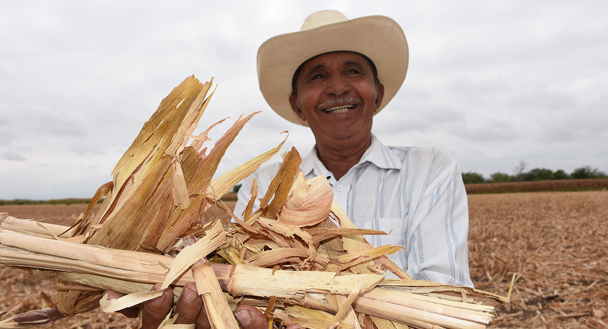 Productor de Sinaloa muestra el rastrojo de su parcela. (Foto: Francisco Alarcón / CIMMYT)