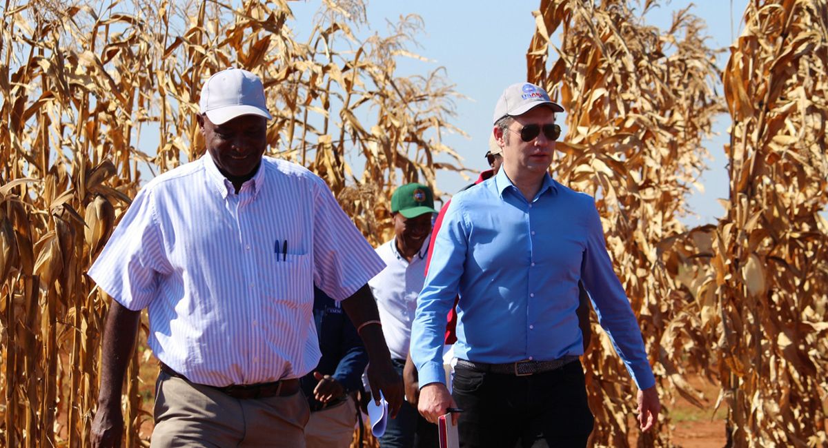 Bram Govaerts en recorrido de campo con el jefe de ciencias de Zamseed (Foto: Katebe Mapipo/CIMMYT)