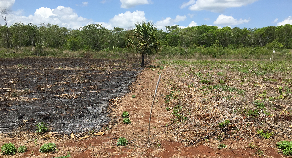Tratamiento con rastrojo como cobertura en comparación con quema agrícola. (Foto: Castillo, Vilchis, Santos, Balam, Couoh, Itzá, Escalante)