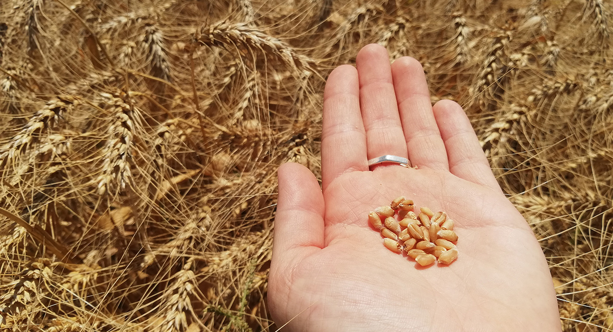 Cultivo de trigo en el norte de México. (Foto: CIMMYT)