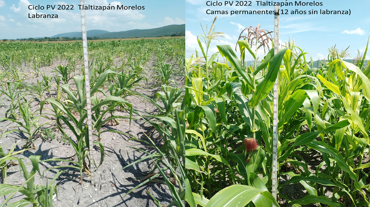 Maíz de temporal en labranza mínima (lado izquierdo) y camas permanentes angostas (lado derecho) en ciclo PV 2022 en Tlaltizapán, Morelos. (Foto: Hub Pacífico Centro-CIMMYT)