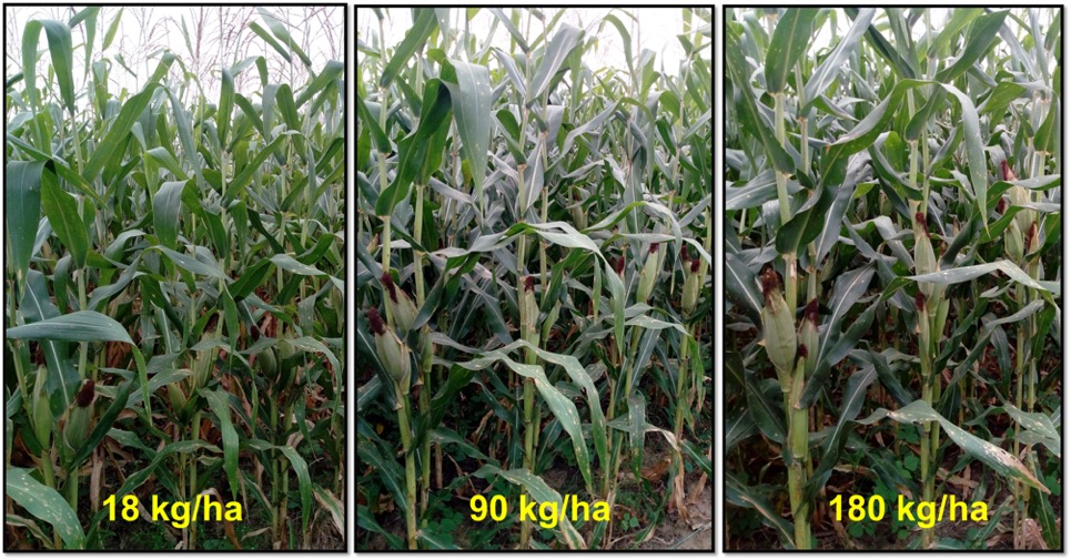 Respuesta del cultivo de maíz a tres dosis de nitrógeno en el sistema de producción maíz-dolichos en la plataforma Villa Corzo, Chiapas. Ciclo PV 2021. (Foto: Hub Chiapas-CIMMYT)