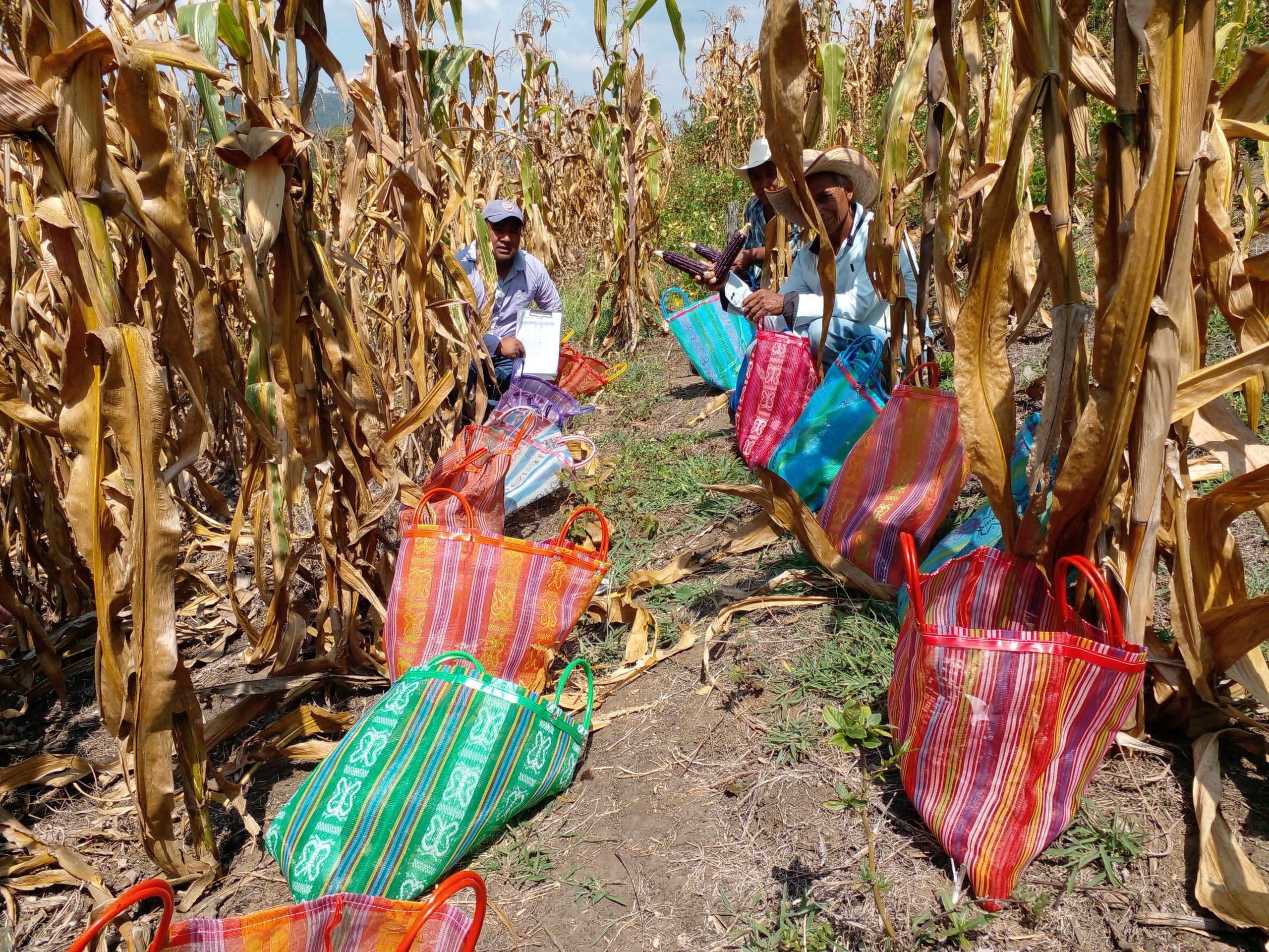 Estimación de rendimiento de maíz en la plataforma Ocosingo, tras cuatro años de intervención. (Foto: Hub Chiapas-CIMMYT)