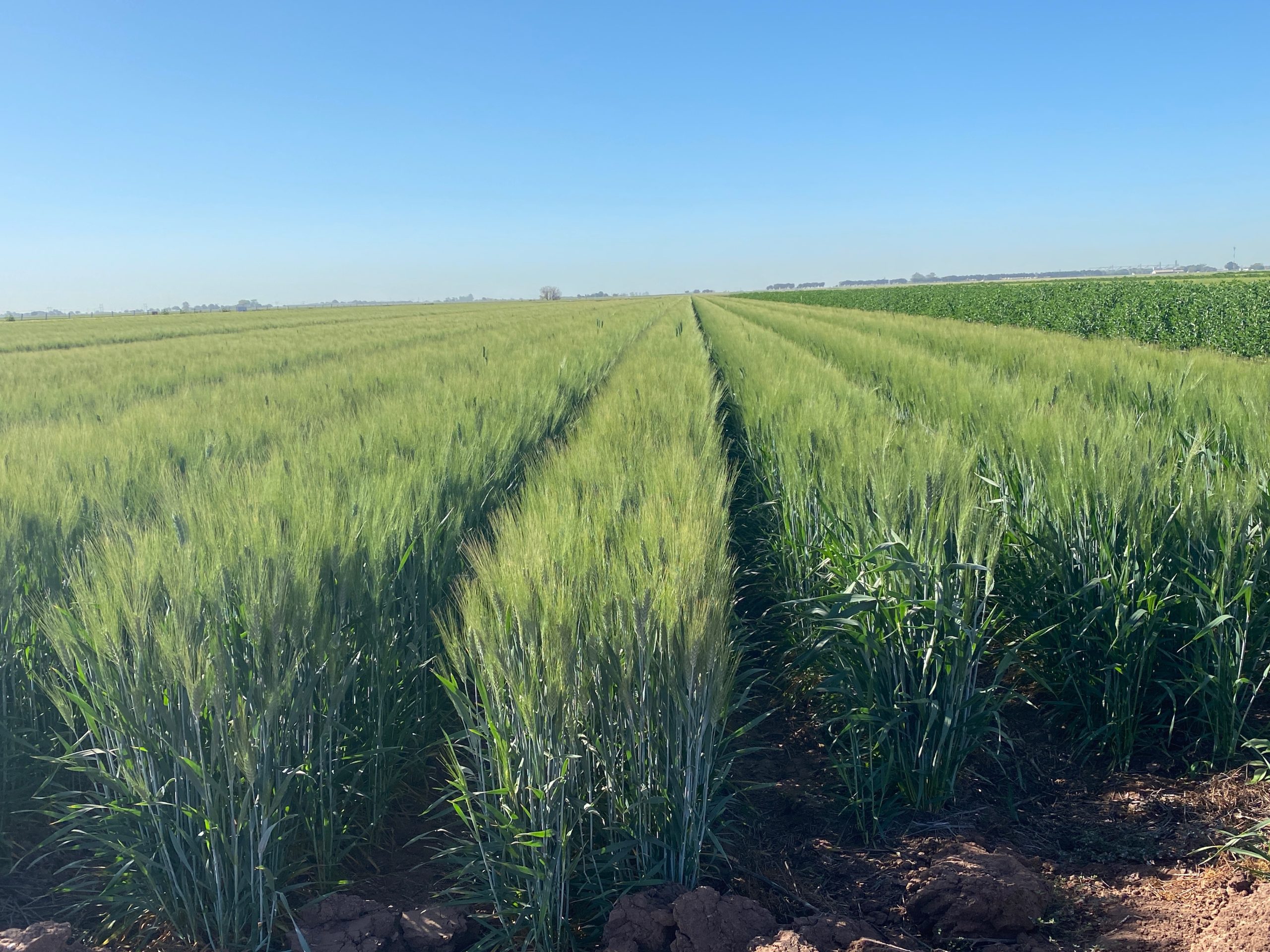 Trigo en plataforma Cajeme II, Sonora, 17 de marzo de 2022. (Foto: Hub Pacífico Norte-CIMMYT)