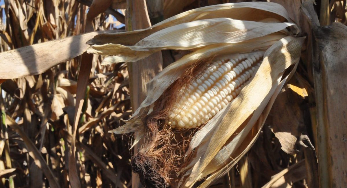 Validación de maíz híbrido en parcela experimental. (Foto: Fernando Morales / CIMMYT)
