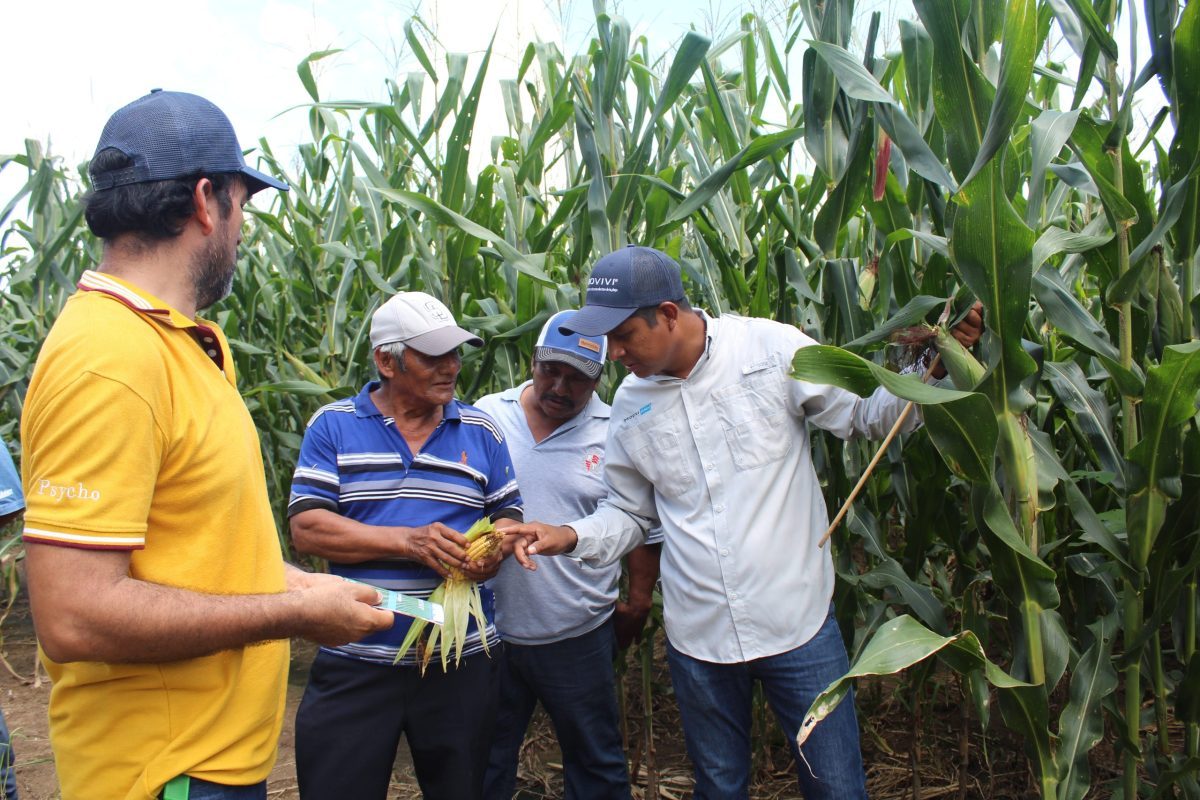 Productores de Chiapas durante demostración de tecnologías sustentables para manejo de gusano cogollero, cuyas poblaciones se incrementan durante la canícula. (Foto: Fernando Morales / CIMMYT)