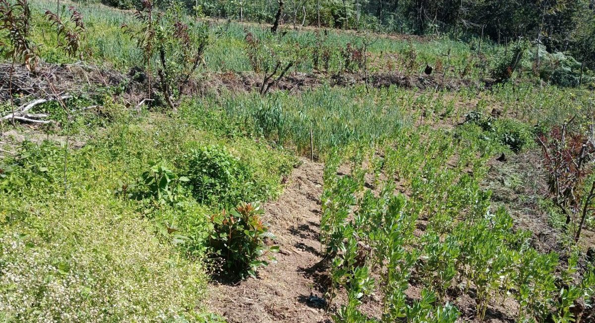 Sistema milpa intercalada con árboles frutales con cultivos de rotación en el ciclo otoño-invierno 2022 en la plataforma de investigación San Jerónimo Tecóatl, Oaxaca, México. (Foto: AMDSL)