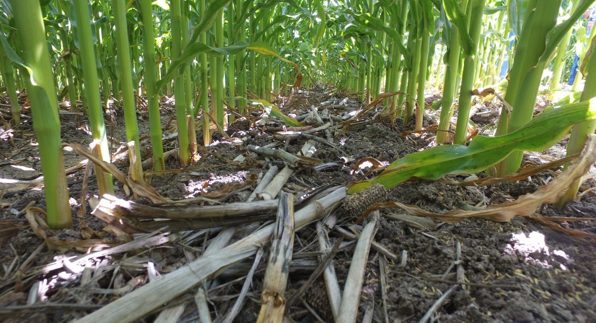 Maíz cultivado con agricultura de conservación. (Foto: Hub Pacífico Norte-CIMMYT)