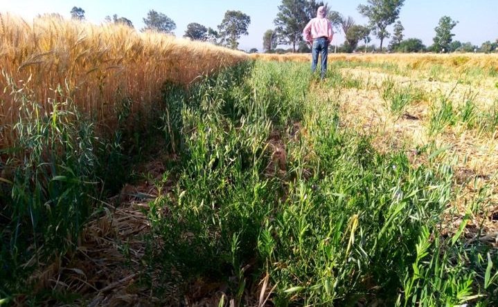 Rebrote del cultivo avena-eso en la plataforma de investigación Acámbaro. (Foto: Mandujano-Ibáñez)