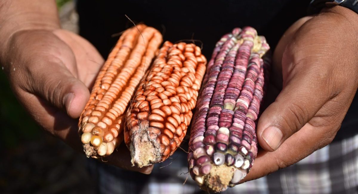 Maíces nativos de la comunidad maya en Yucatán. (Foto: Fernando Morales / CIMMYT)