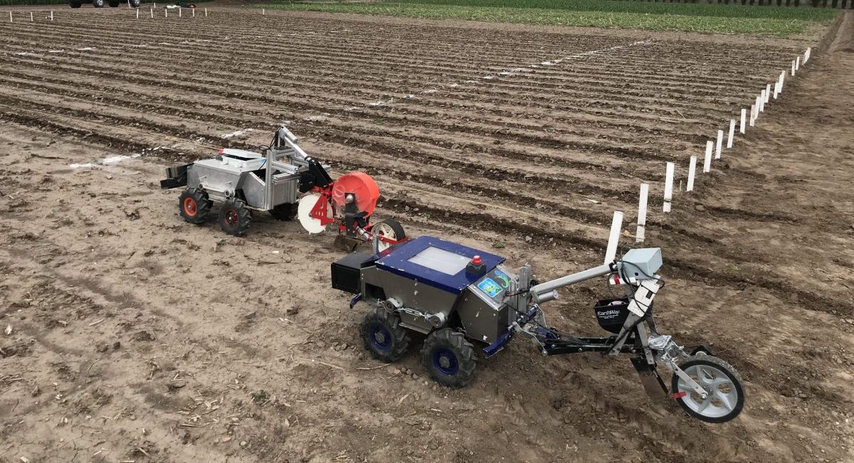 Conjunto de robot más sembradora trabajando en campo y guiados vía control remoto. (Foto: Joshua Patiño / CIMMYT)