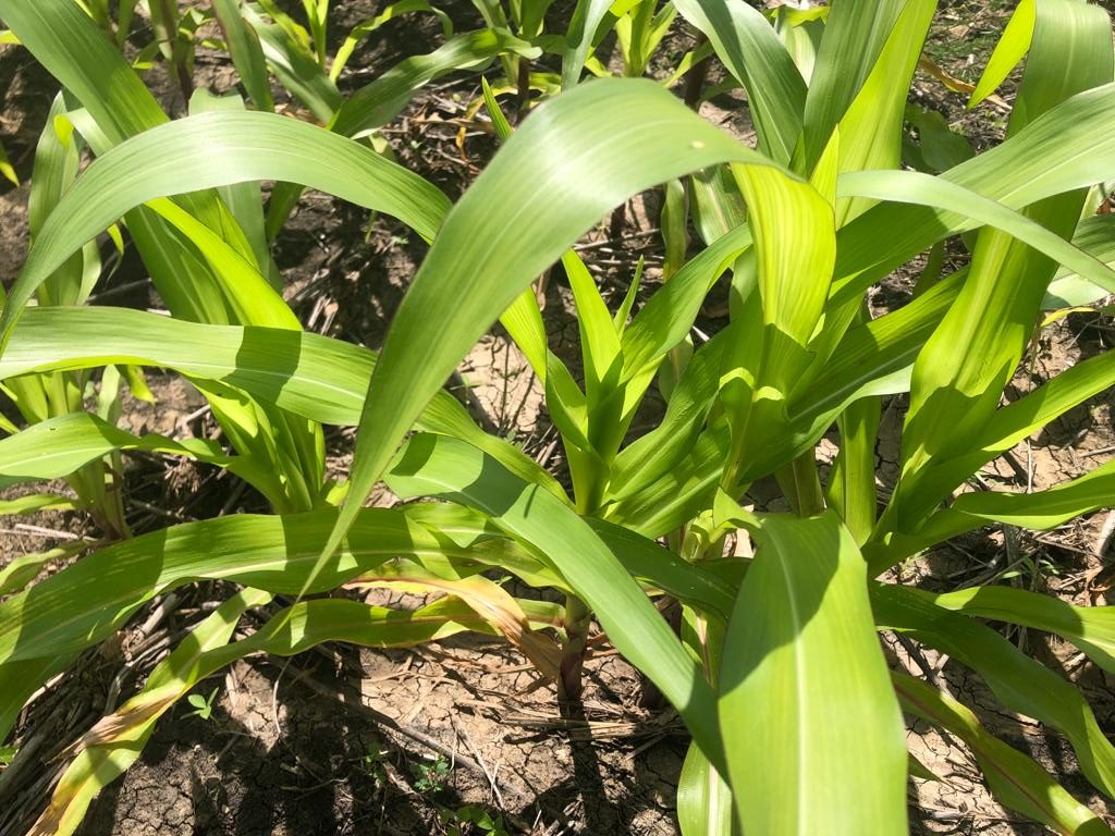 Planta de maíz con síntomas relacionados con deficiencia de zinc en parcela de Iguala, Guerrero. (Foto: Ana Karen Munguía)