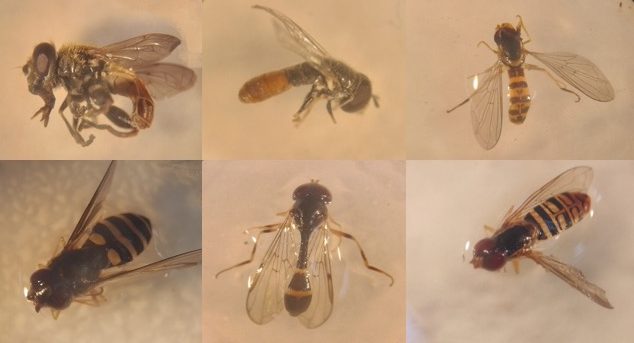 De izquierda a derecha y de arriba hacia abajo: ejemplares adultos de: Polydontomia curvipes, Paragus sp., Toxomerus mutuus, Eupeodes sp., Leucopodella sp., y Toxomerus politus capturados en el Batan, Texcoco, Estado de México. (Foto: Abel Saldivia)