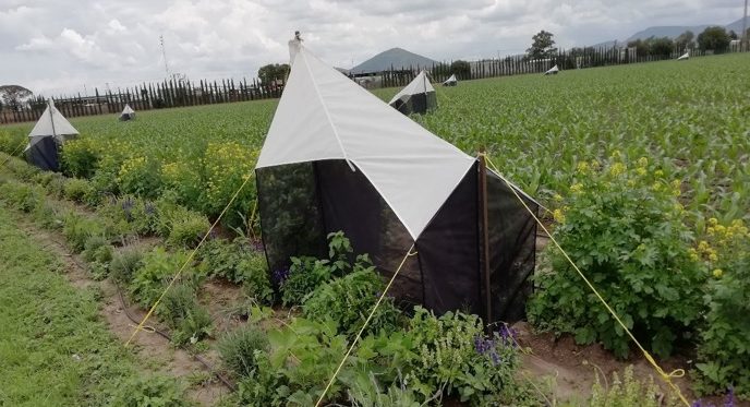 La trampa malaise está diseñada para captura de insectos voladores y consisten en una malla de interceptación de vuelo, con un recipiente donde se almacenan los insectos en alcohol. (Foto: Abel Saldivia)