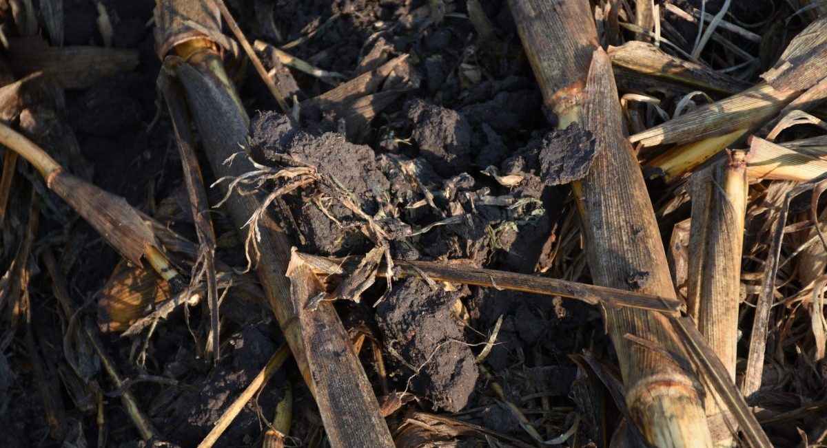 Rastrojo de maíz como cobertura del suelo. (Foto: Francisco Alarcón / CIMMYT)