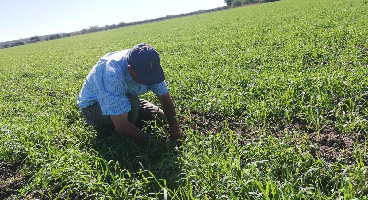 Trigo sobre rastrojo de maíz en parcela participante en Agriba Sustentable en Guanajuato, México. (Foto: Hub Bajío-CIMMYT)