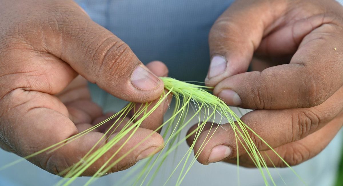 Productor que participa en Cultivando un México Mejor muestra una planta de cebada. (Foto: Francisco Alarcón / CIMMYT)