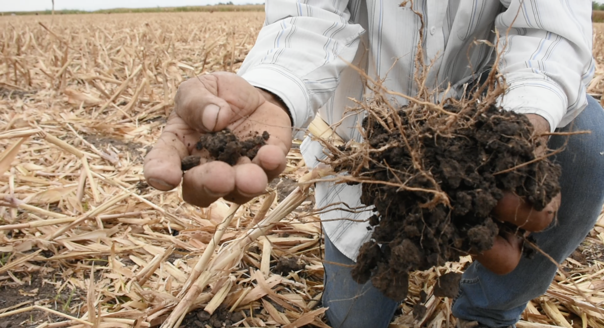 Productor del Bajío muestra cómo el rastrojo ha mejorado la estructura del suelo en sus parcelas. (Foto: Francisco Alarcón / CIMMYT)