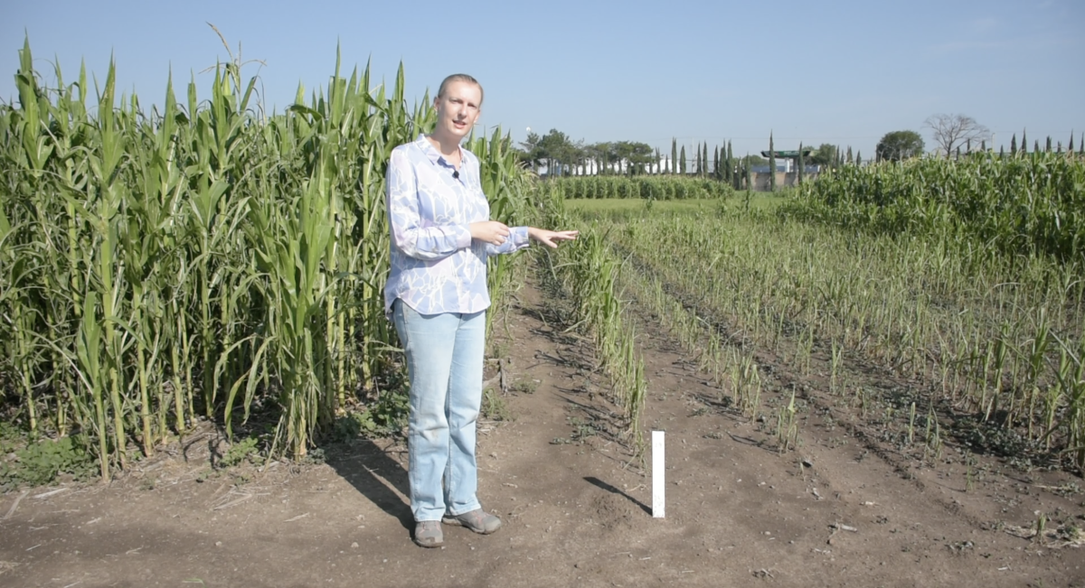 La doctora Nele Verhulst muestra el ensayo D5, donde son visibles las diferencias luego de 30 años de agricultura de conservación (izquierda) y labranza convencional (derecha). (Foto: Francisco Alarcón / CIMMYT)