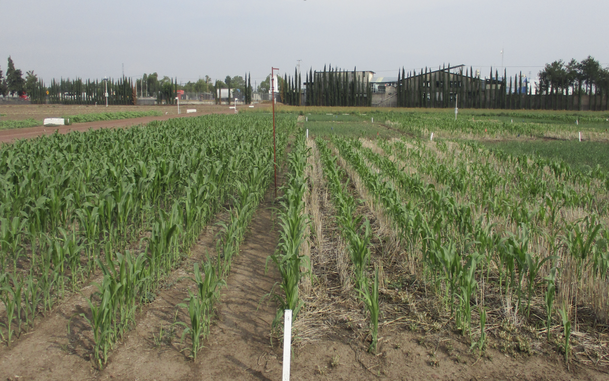 Cultivo de maíz en cero labranza rotación trigo, lado izquierdo removiendo rastrojo, lado derecho con retención. (Foto: CIMMYT)