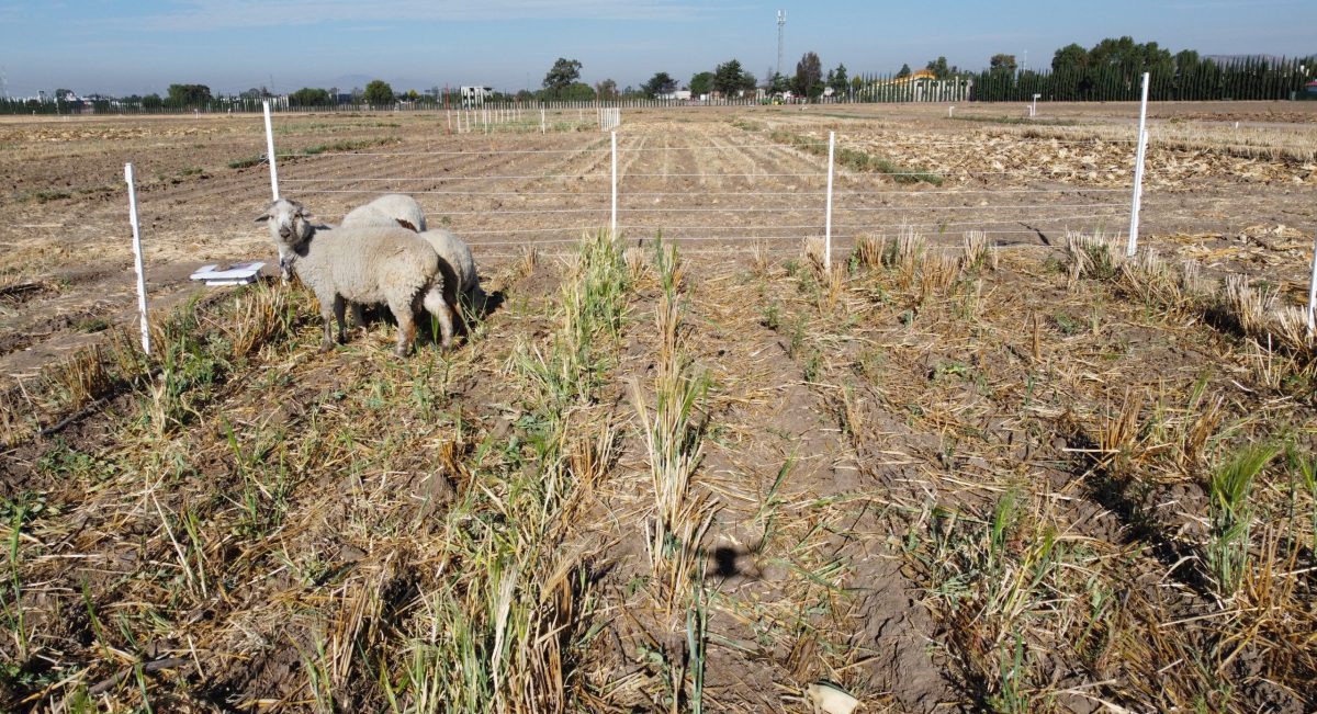 Borregos en tratamiento con pastoreo en plataforma Texcoco II, México, febrero de 2022. (Foto: Francisco Alarcón / CIMMYT)