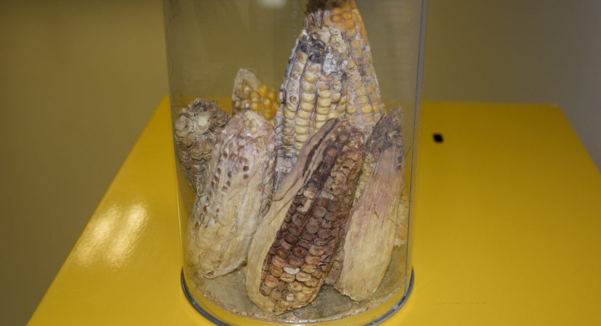 Mazorcas contaminadas con aflatoxinas. (Foto: CIMMYT)
