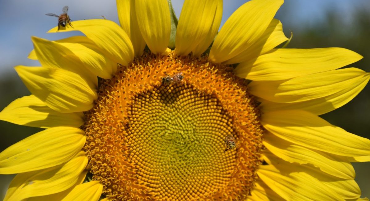 Girasol como cultivo alternativo. (Foto: Fernando Morales / CIMMYT)