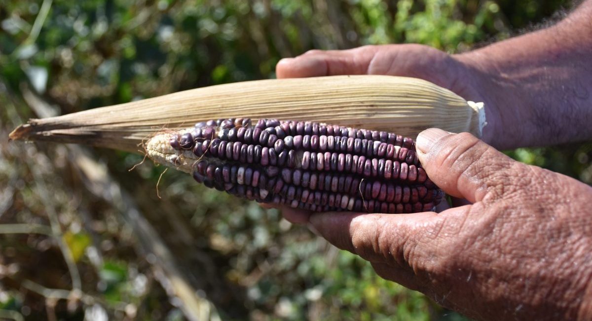 Maíz nativo de la Península de Yucatán cultivado con agricultura de conservación. (Foto: Fernando Morales / CIMMYT)