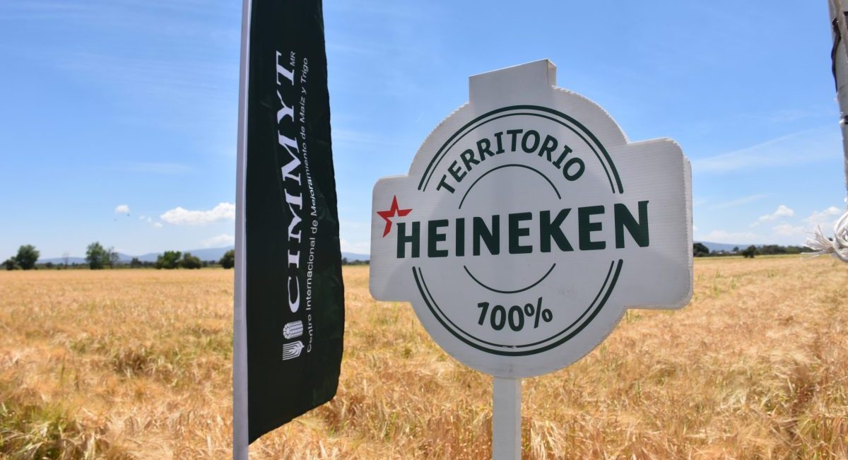 Parcela participante en el proyecto de Heineken México y el CIMMYT, en Guanajuato, México. (Foto: Fernando Morales / CIMMYT)