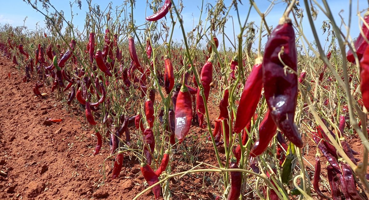 Secado natural de chile guajillo en La Joya, Zacatecas el 02 de octubre de 2022. (Foto: Julio César González)