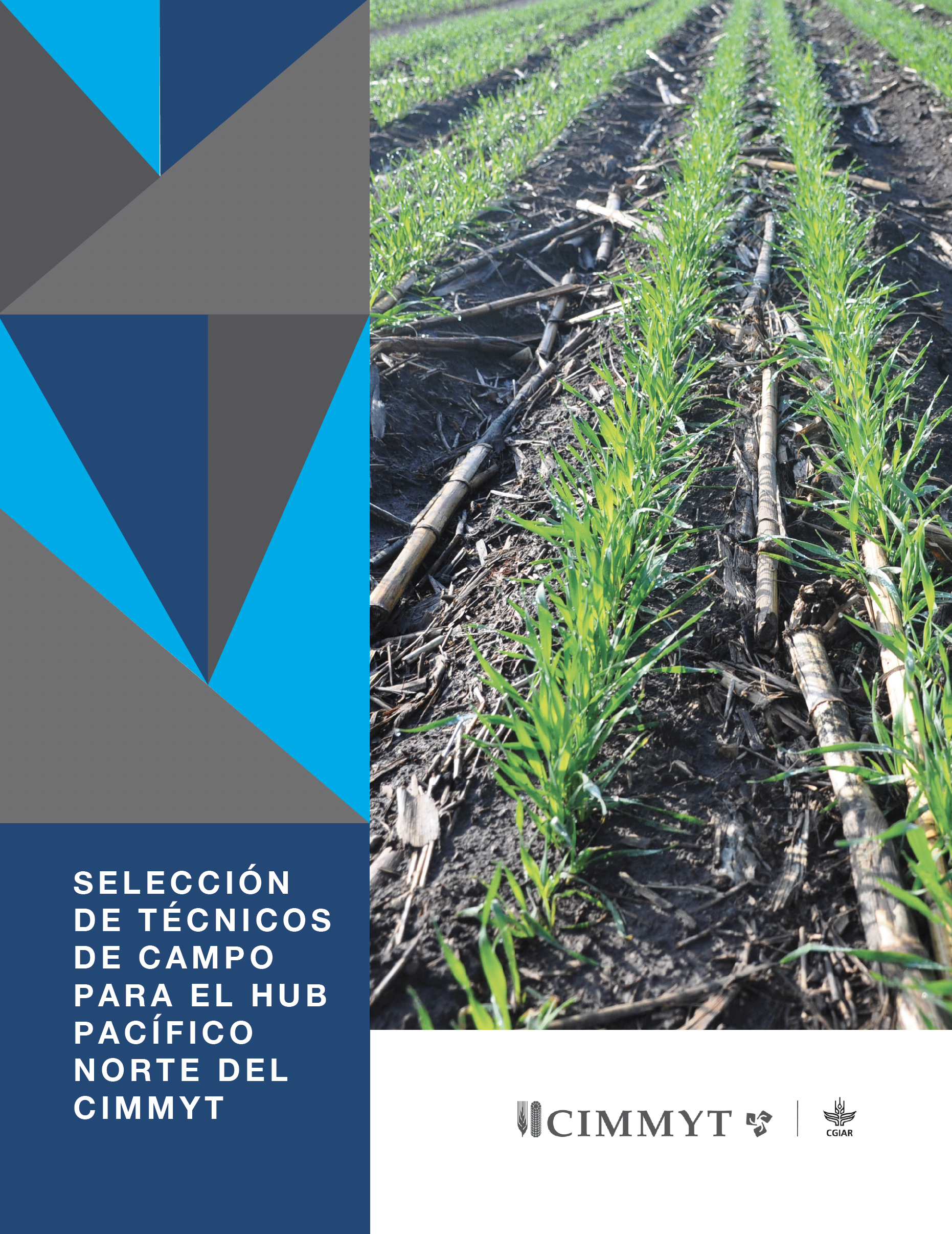 Convocatoria para la selección de técnicos de campo para el Hub Pacífico Norte-CIMMYT