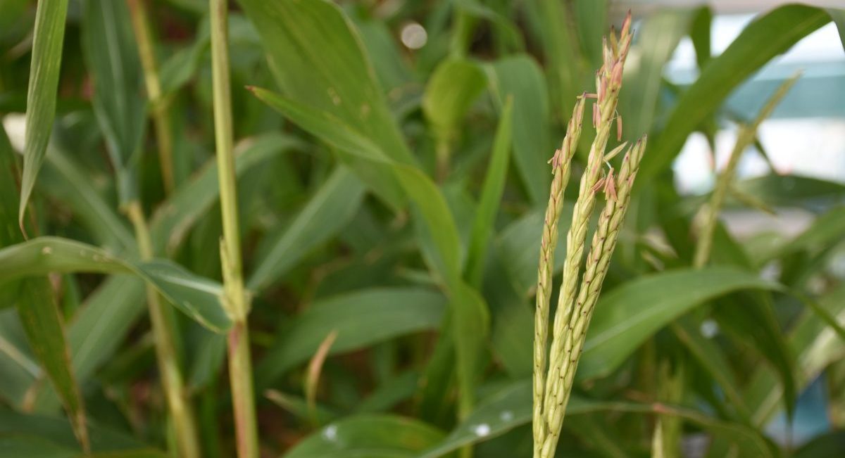 Planta de teocintle. (Foto: Fernando Morales / CIMMYT)