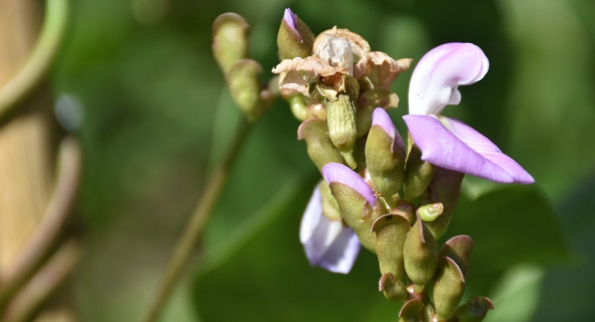 La flor de la canavalia es distintiva. (Foto: Fernando Morales / CIMMYT)