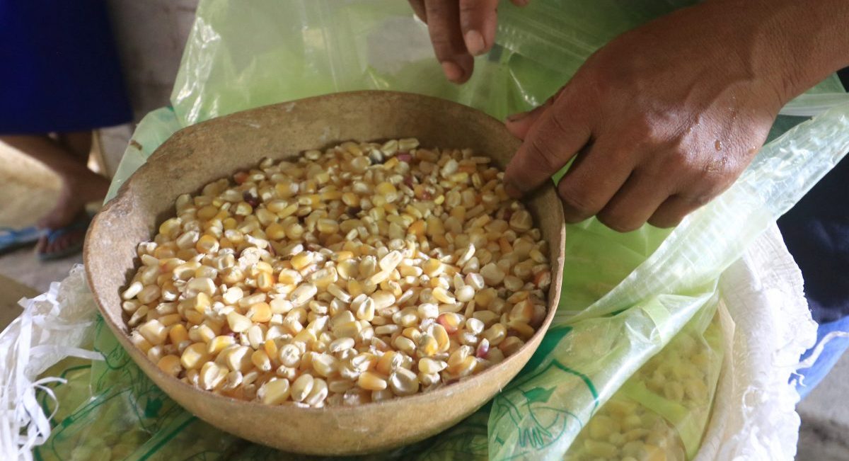 Uso de bolsa plástica hermética en San Pedro Ixcatlán, Oaxaca. (Foto: CIMMYT)