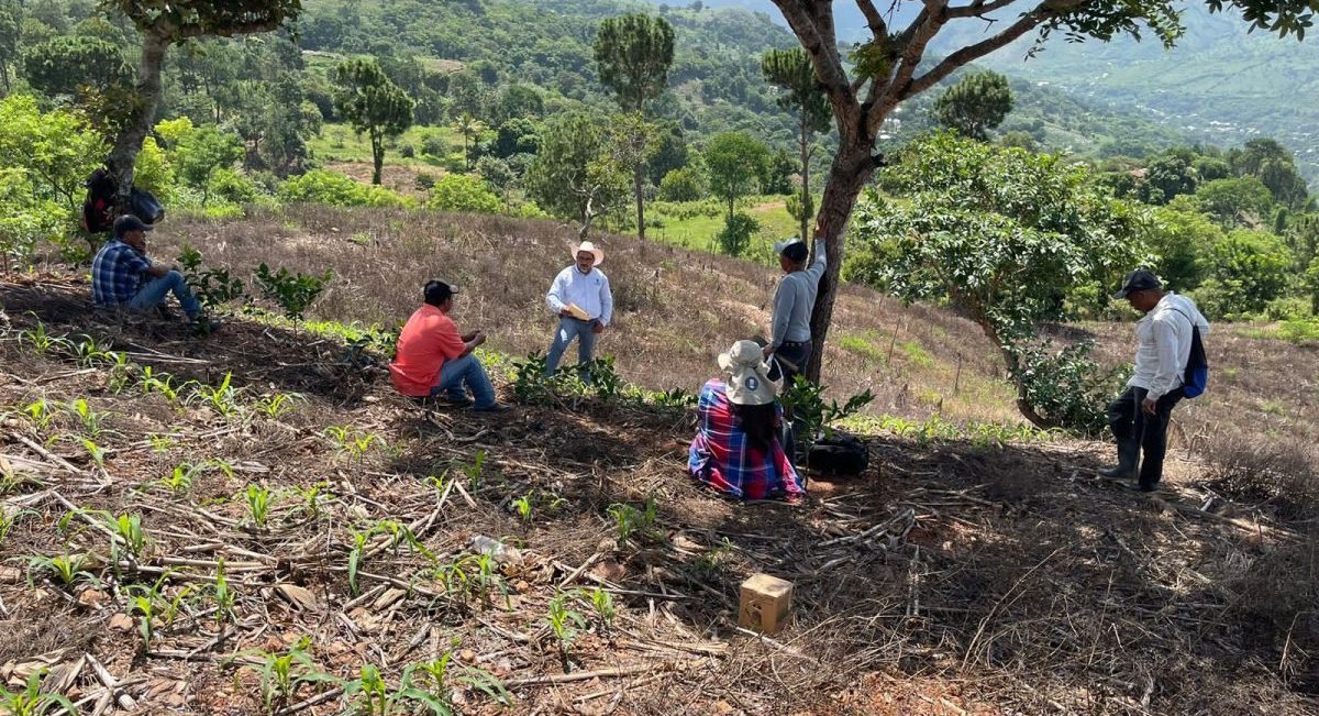 Productores interactuando con el equipo de investigación durante una vista de seguimiento técnico a la plataforma San Juan Ermita, Chiquimula, 14 de julio de 2023. (Foto: ASORECH)