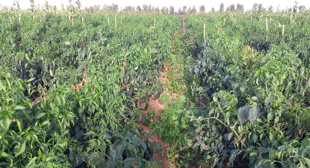 Cultivo de chile en la parcela del productor Rafael Llamas, en Calera, Zacatecas. (Foto: Julio César González)