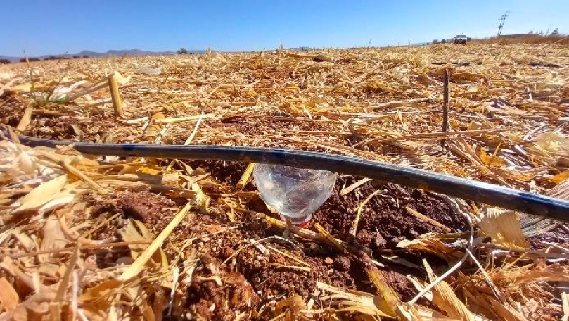 Monitoreo de riego en parcela del productor Artemio Miranda en Morelos, Zacatecas el 13 de enero de 2023. (Foto: Hub Intermedio-CIMMYT)