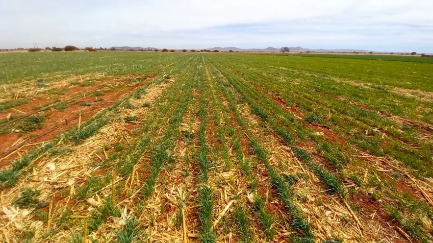 Desarrollo de cultivo de avena en agricultura de conservación en parcela del productor Artemio Miranda en Morelos, Zacatecas el 4 de marzo de 2023. (Foto: Hub Intermedio-CIMMYT)