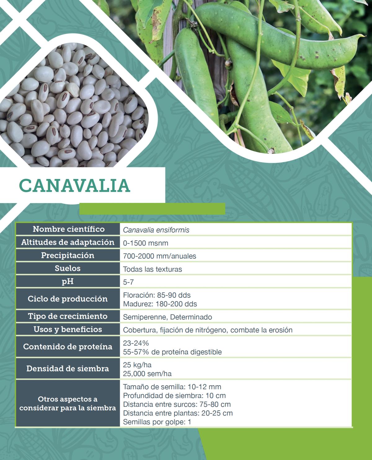 Canavalia. Ficha agronómica.