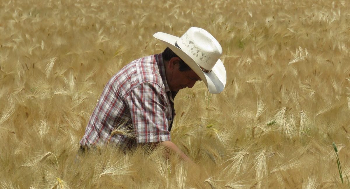 Productor participante en el proyecto Cultivado un México Mejor. (Foto: CIMMYT)