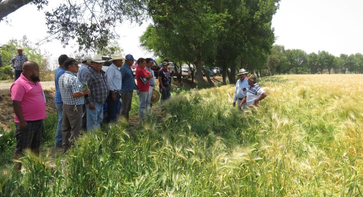 Día de campo en parcela donde se ha implementado agricultura de conservación. (Foto: CIMMYT)