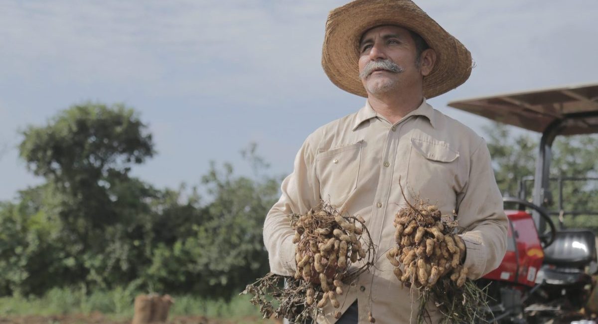Productor de cacahuate en Chiapas, México. (Foto: CIMMYT)